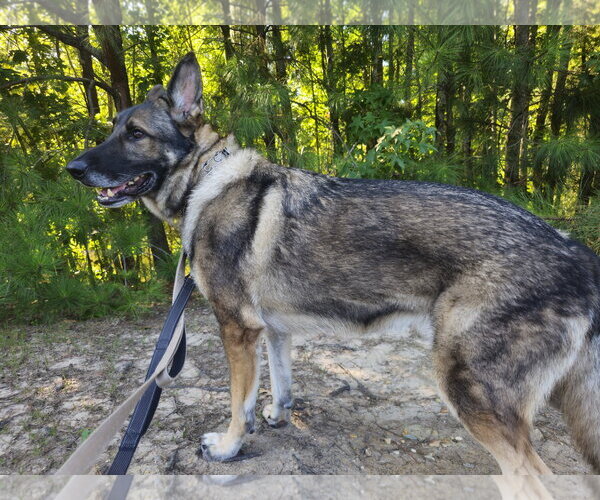 Medium Photo #6 German Shepherd Dog Puppy For Sale in Centreville, VA, USA
