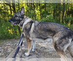 Small #5 German Shepherd Dog