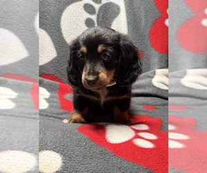 Dachshund Puppy for sale in RUTLAND, OH, USA