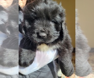 Newfoundland-Saint Bernard Mix Puppy for sale in GIG HARBOR, WA, USA