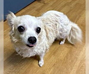 Wapoo Dogs for adoption in Mount Airy, NC, USA