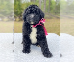Goldendoodle Puppy for sale in FROSTPROOF, FL, USA