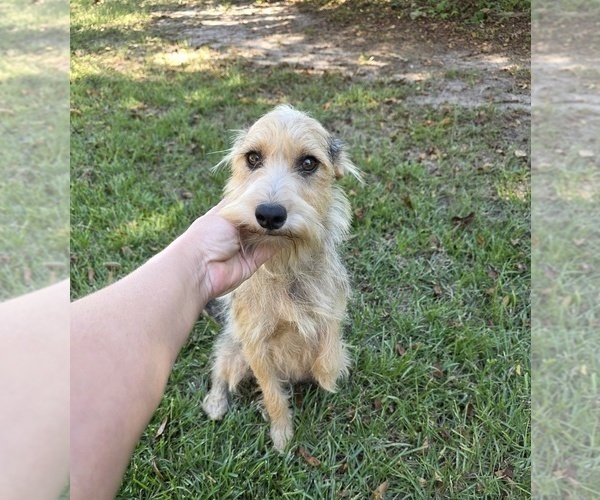 Medium Photo #1 Chizer Puppy For Sale in MONTEZUMA, GA, USA