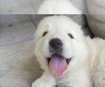 Small Photo #4 Great Pyrenees Puppy For Sale in MCALLEN, TX, USA