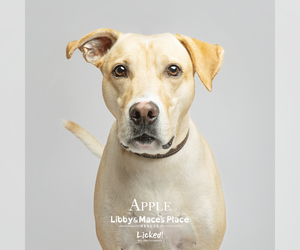 Labrador Retriever-Unknown Mix Dogs for adoption in Mount Pleasant, SC, USA