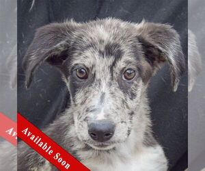 Australian Shepherd-Catahoula Leopard Dog Mix Dogs for adoption in Huntley, IL, USA