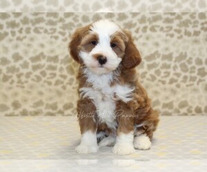 Miniature Bernedoodle Puppy for sale in DENVER, PA, USA