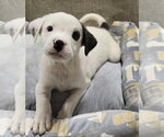 Small #2 American Staffordshire Terrier Mix