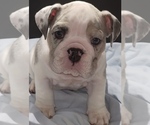 Small #1 Bulldog