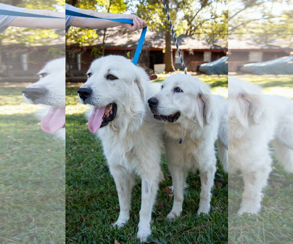 Medium Photo #15 Great Pyrenees Puppy For Sale in Spring, TX, USA