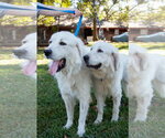 Small #14 Great Pyrenees