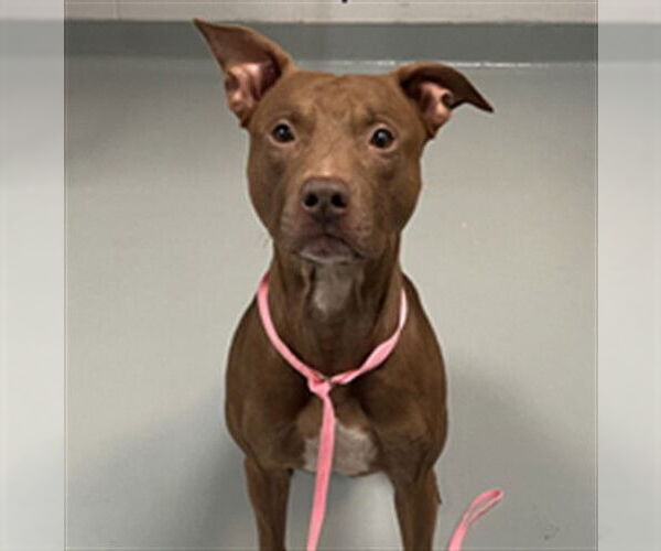 Medium Photo #1 American Pit Bull Terrier-Labrador Retriever Mix Puppy For Sale in St. Cloud, FL, USA