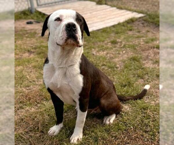 Medium Photo #1 American Pit Bull Terrier-Unknown Mix Puppy For Sale in Conroe, TX, USA