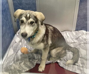 Labsky Dogs for adoption in Fort Collins, CO, USA