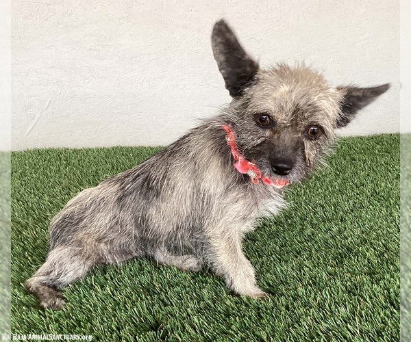 Medium Photo #2 Cairn Terrier-Unknown Mix Puppy For Sale in San Diego, CA, USA