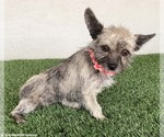 Small #1 Cairn Terrier Mix