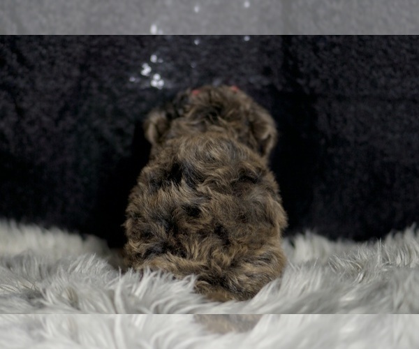 Medium Photo #55 YorkiePoo Puppy For Sale in WARSAW, IN, USA