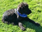 Small Photo #2 Labradoodle Puppy For Sale in CLE ELUM, WA, USA