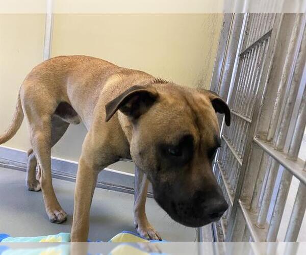 Medium Photo #1 Mastiff-Unknown Mix Puppy For Sale in Santa Cruz, CA, USA