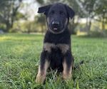 Small #1 German Shepherd Dog