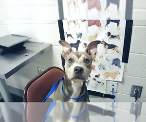 Mutt Dogs for adoption in Fayetteville, NC, USA