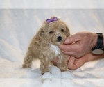Small #15 Poodle (Toy)