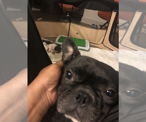 Father of the French Bulldog puppies born on 09/11/2019
