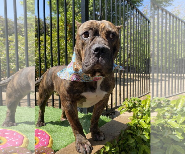 Medium Photo #4 American Staffordshire Terrier-Bulldog Mix Puppy For Sale in Redlands, CA, USA