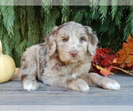 Small #1 Labradoodle