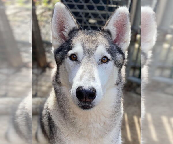 Medium Photo #2 Siberian Husky Puppy For Sale in Matawan, NJ, USA