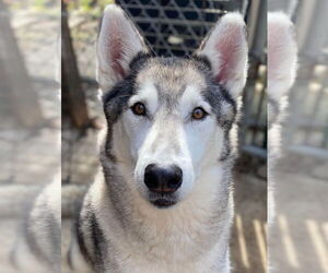 Rebel - Male Siberian Husky Dog for Adoption - Photo #2
