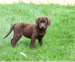 Marie - Female Labrador Retriever Puppy for Sale - Photo #5