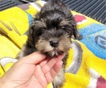 Small Photo #6 Schnauzer (Miniature) Puppy For Sale in BRYANT, AL, USA