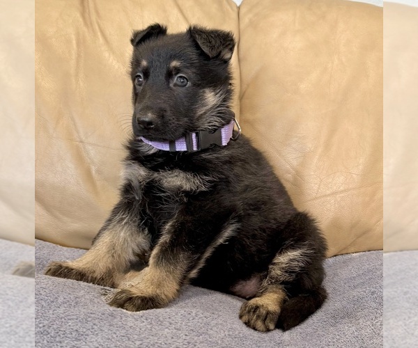 Medium Photo #43 German Shepherd Dog Puppy For Sale in BRIGHTON, CO, USA