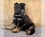 Small #42 German Shepherd Dog
