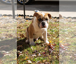 Small Photo #31 Olde English Bulldogge Puppy For Sale in OVERLAND, KS, USA