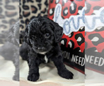 Small Photo #11 Bernedoodle (Miniature) Puppy For Sale in SPARTA, MO, USA