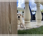 Small Photo #29 Labradoodle Puppy For Sale in FORT LAUDERDALE, FL, USA