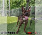 Small #1 Staffordshire Bull Terrier Mix