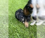 Small Photo #47 Aussiedoodle Miniature  Puppy For Sale in COMMERCE, MI, USA