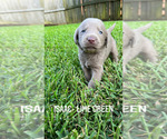 Small Photo #13 Labrador Retriever Puppy For Sale in WARNER ROBINS, GA, USA