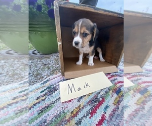 Beaglier Puppy for sale in GRABILL, IN, USA