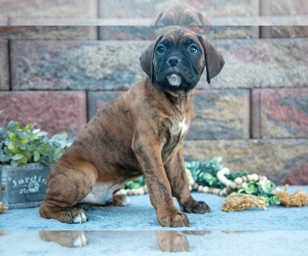 Medium Photo #2 Boxer Puppy For Sale in MIDDLEBURY, IN, USA