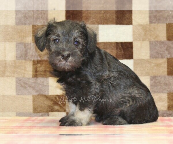 Medium Photo #1 Schnauzer (Miniature) Puppy For Sale in DENVER, PA, USA