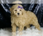 Small Photo #108 Poodle (Toy) Puppy For Sale in WARSAW, IN, USA