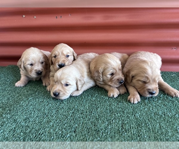 Medium Photo #6 English Cream Golden Retriever Puppy For Sale in CERES, CA, USA