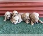 Small #5 English Cream Golden Retriever