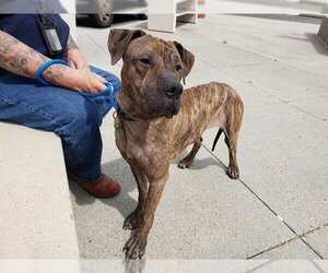 Boxer-Unknown Mix Dogs for adoption in Upland, CA, USA