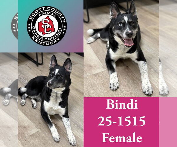 Medium Photo #1 Mutt Puppy For Sale in Georgetown, KY, USA