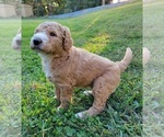 Small Photo #3 Goldendoodle Puppy For Sale in RUTHERFORDTON, NC, USA